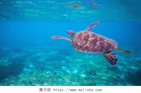 海底的绿海龟海龟在海水中。海上绿海龟特写。热带珊瑚礁野生动物。野生龟在水中。热带海岸边动物。海龟在蓝色的水。浮潜水下照片